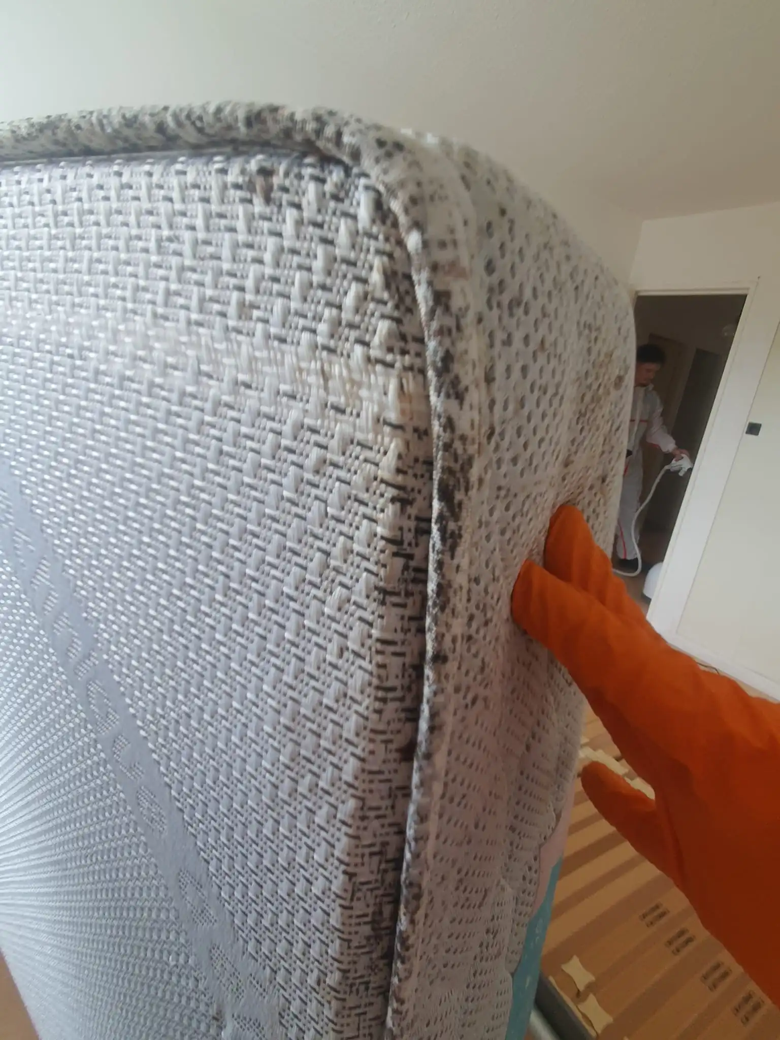 Foyer d'infestation sur un sommier de lit